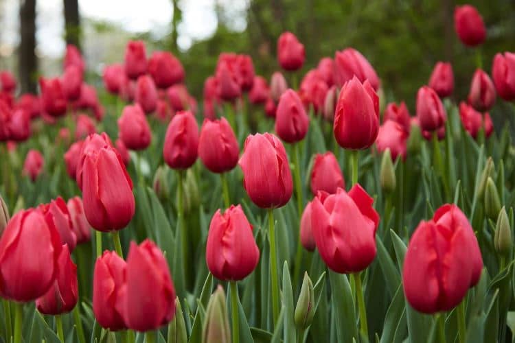 tulipanes no florecen