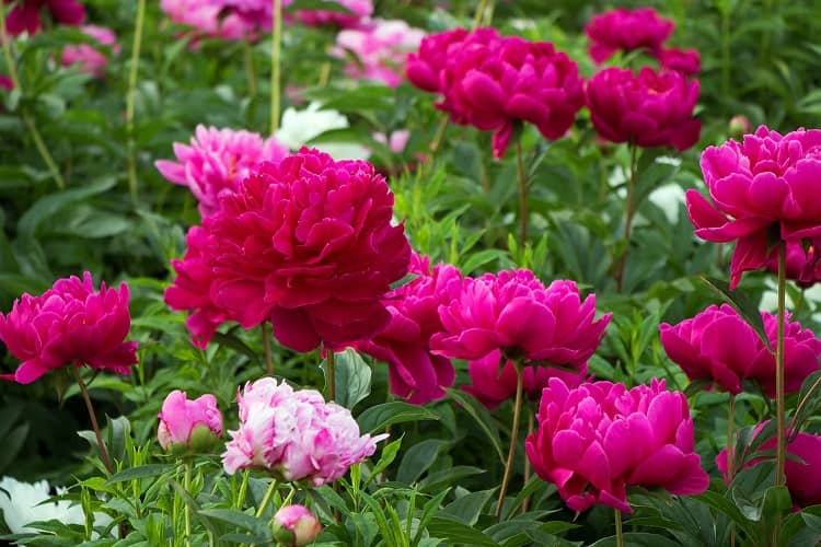 peonias no florecen