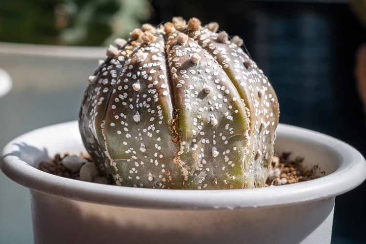 quemadura solar cactus