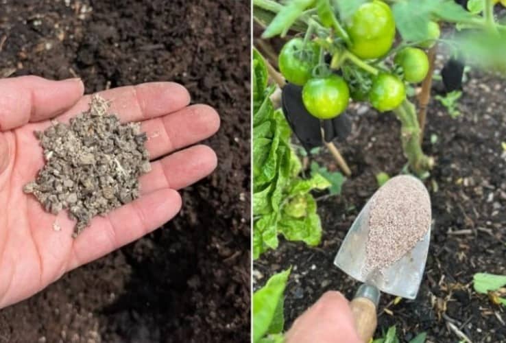 fertilizar plantas en verano
