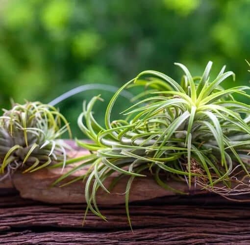 planta del aire