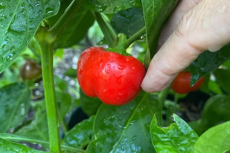 pimientos pequeños