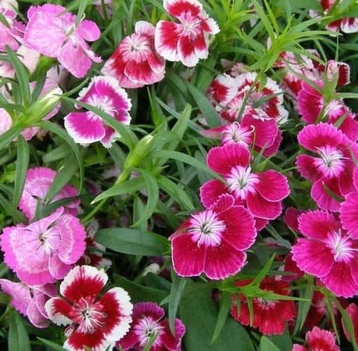 Clavelina Dianthus chinensis