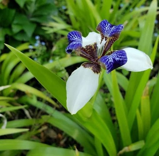 Iris caminante