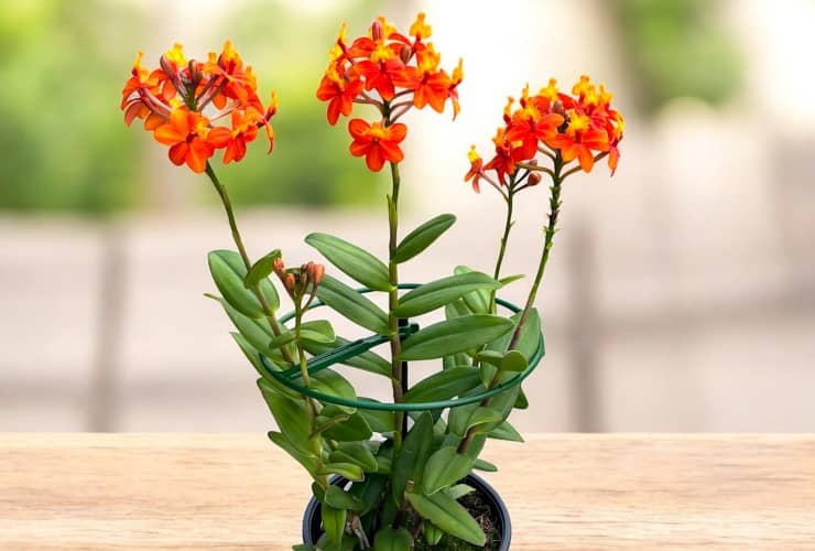Epidendrum radicans, orquídea caña