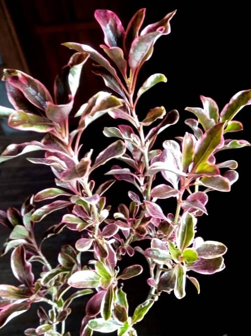 planta espejo cultivo cuidados